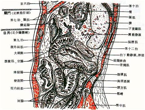 奇門穴位置|醫砭 » 經穴庫 » 期門